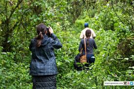 Nord-Kivu : L’ICCN décline son implication dans le viol et kidnapping de 5 femmes à Rusayo (Nyiragongo).