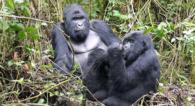 Nord-Kivu ; Les  environnementalistes sollicitent l’implication du président de la république dans la protection du parc des Virunga