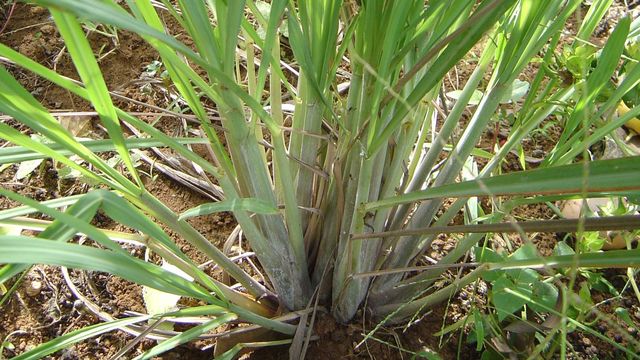 RDC/COVID-19 : ce qu’il faut consommer