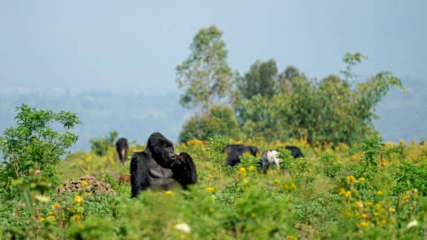Nord-Kivu : L’ICCN fustige des ventes illégales des terrains dans le PNVI