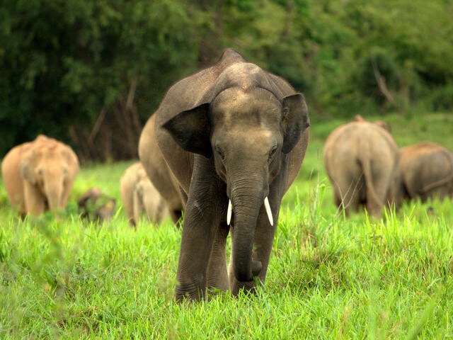 Rutshuru : Des personnes blessées par des éléphants du PNVI à nyamilima (Nord-Kivu)