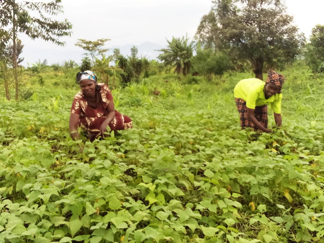 Nord-kivu : 5 territoires vont beneficier d&rsquo;un soutien agricole de harverst plus RDC