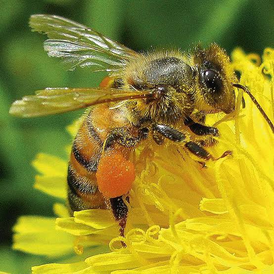 Nord-Kivu : La journée mondiale de l&rsquo;abeille célébrée sous le thème « Agissons pour l’abeille ».