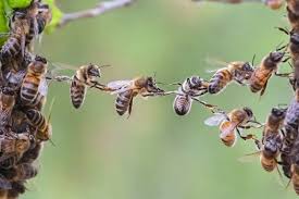 Nord-Kivu : « L’utilisation des pesticides dans l’agriculture est une menace pour les abeilles »