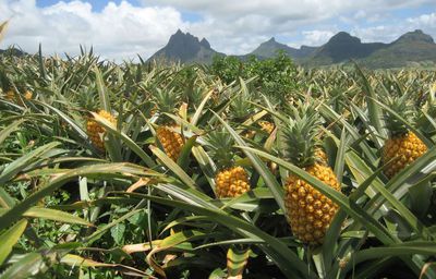 Beni-Maboya: La culture d&rsquo;ananas mérite un accompagnement technique.