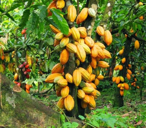 Beni: La suspension des activités de ESCO Kivu fait couler ancres et salives