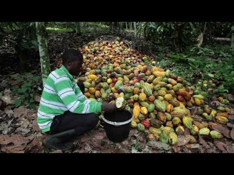 Beni: La suspension de l&rsquo;achat de cacao en chefferie de Watalinga impacte négativement sur la vie socioéconomique de la population.