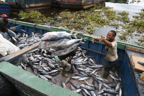 RDC: l&rsquo;ONP annonce une série des formations sur la pêche industrielle