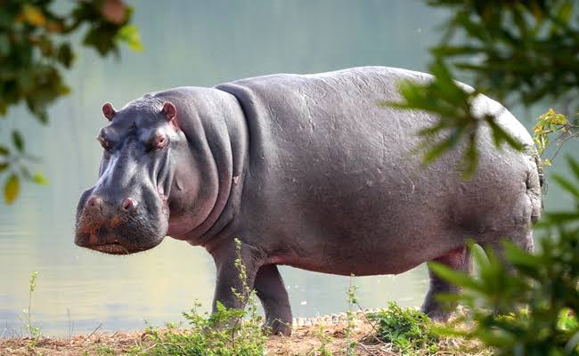 Nord-Kivu : Un pêcheur clandestin happé par un hippopotame sur le lac Édouard