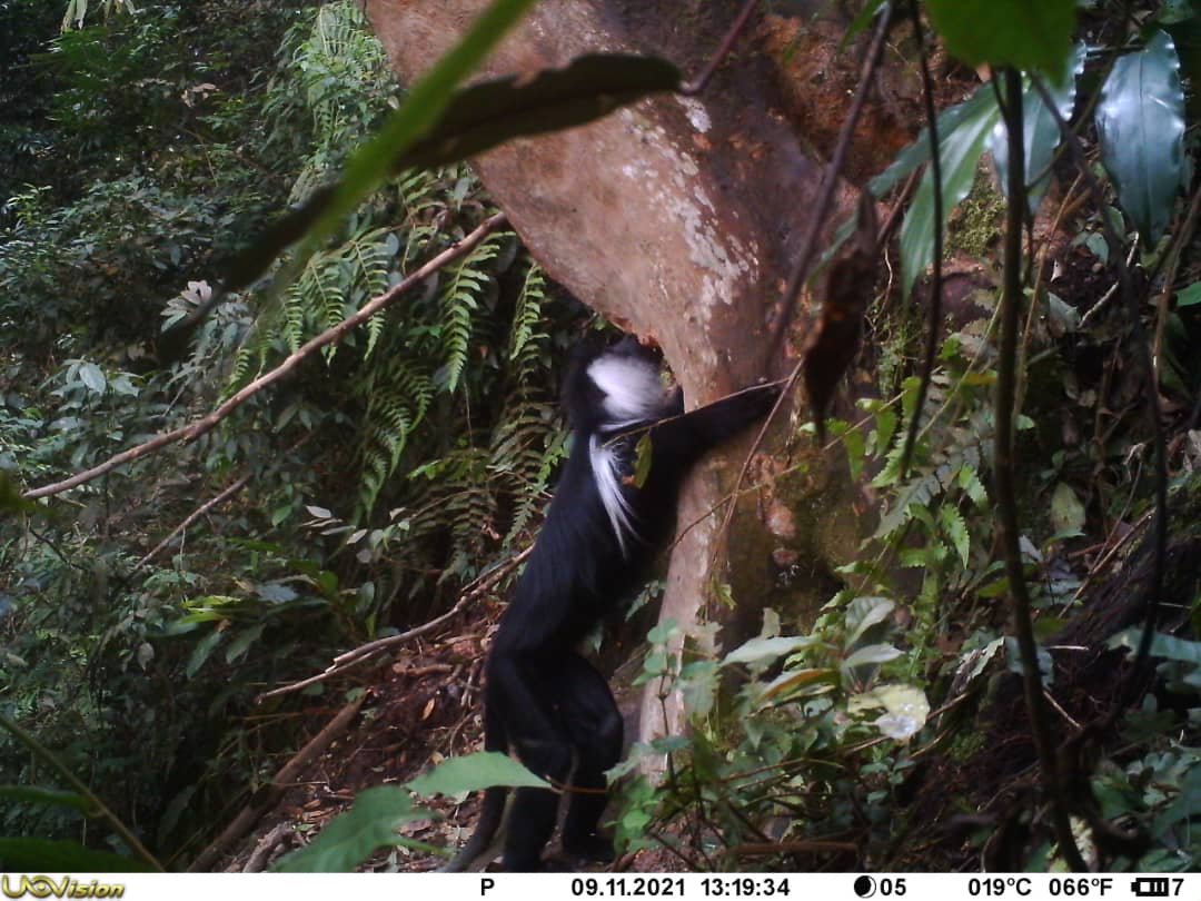 Lubero: De nouvelles espèces animales rares répertoriées dans la Réserve des Gorilles de Tayna