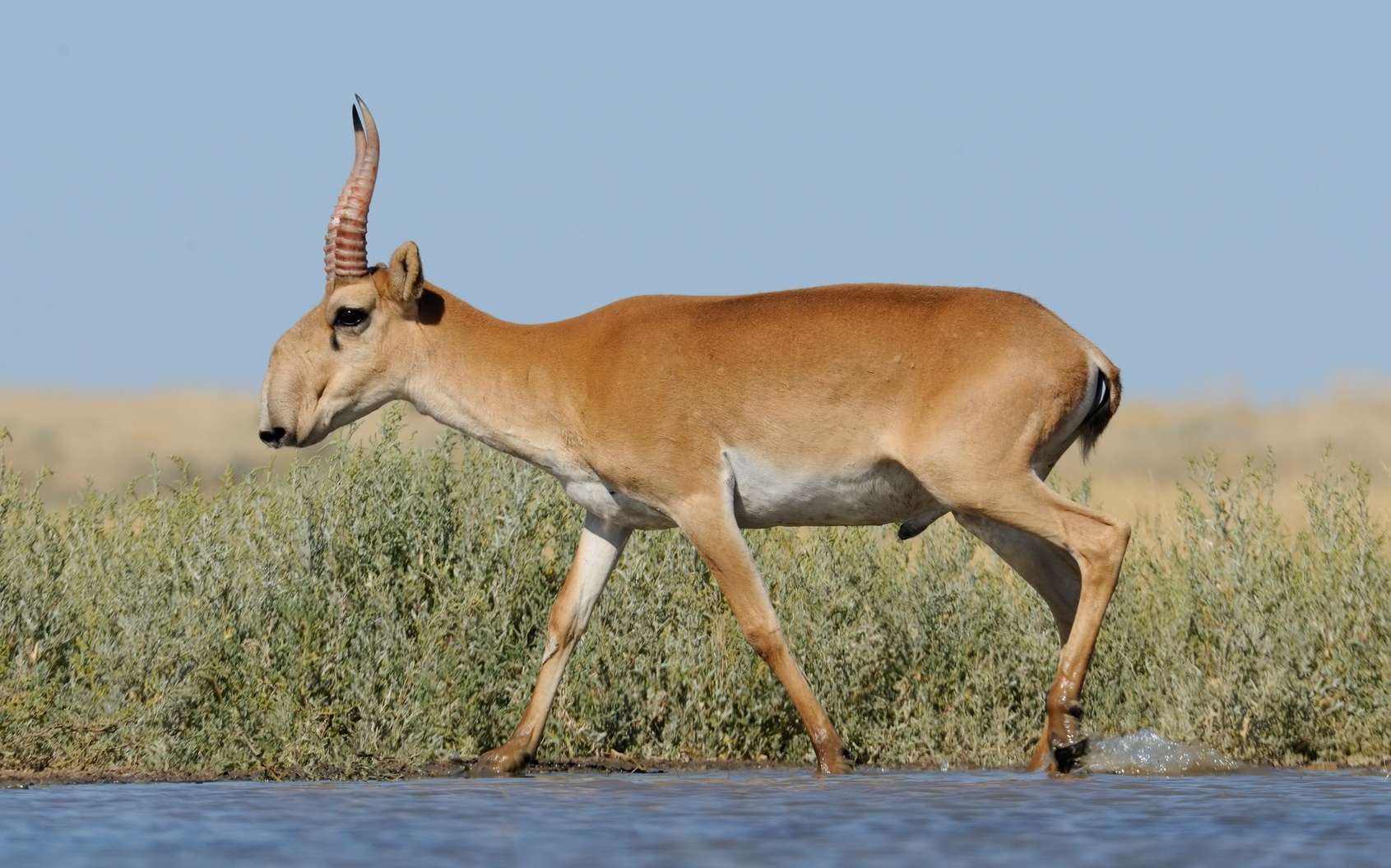 Lubero: Apparition d&rsquo;une antilope à Bukomerwa, une crainte pour la population.