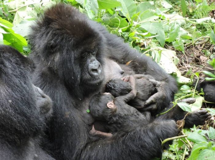Nord-Kivu: le parc de Virunga va récupérer plus de 1770 ha de sa limite légale 2022