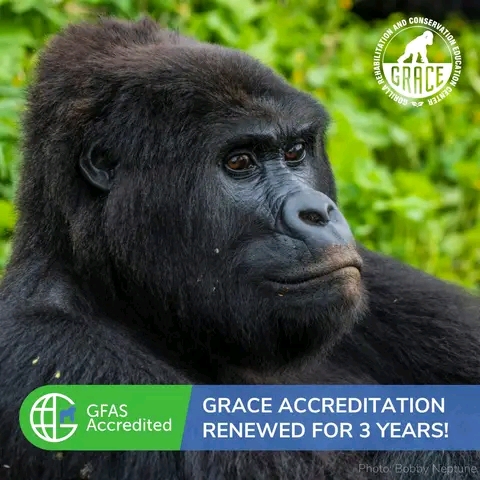 Conservation/RDC: GRACE, le premier sanctuaire en Afrique de nouveau accrédité auprès de la GFAS