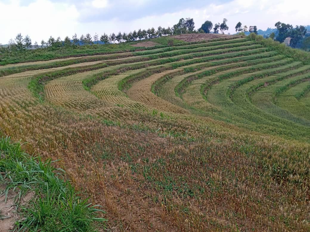 Nord-Kivu: l&rsquo;ICPEP et l&rsquo;INERA obtiennent 250 variétés du blé en phase d&rsquo;essai adaptatif en territoire de Lubero