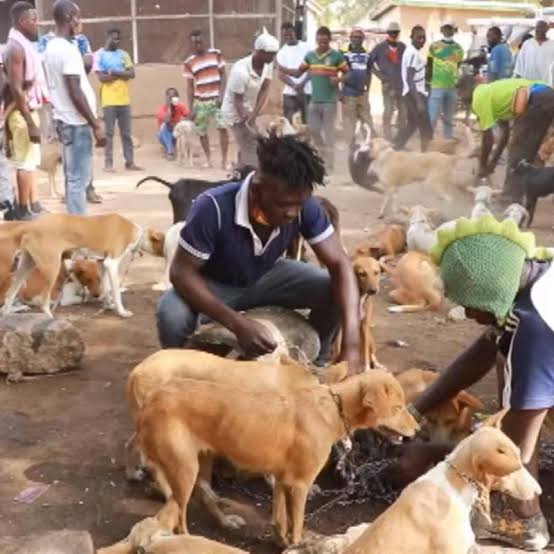 Goma : interdiction formelle de marcher avec les chiens sur la voie publique (communiqué)