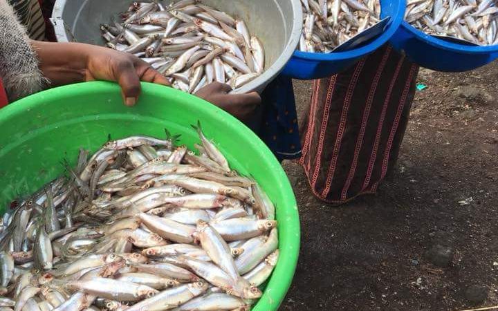 Goma : Hausse du prix du fretin sur le marché, les pêcheurs pointent la pêche illicite et le manque de réglementation