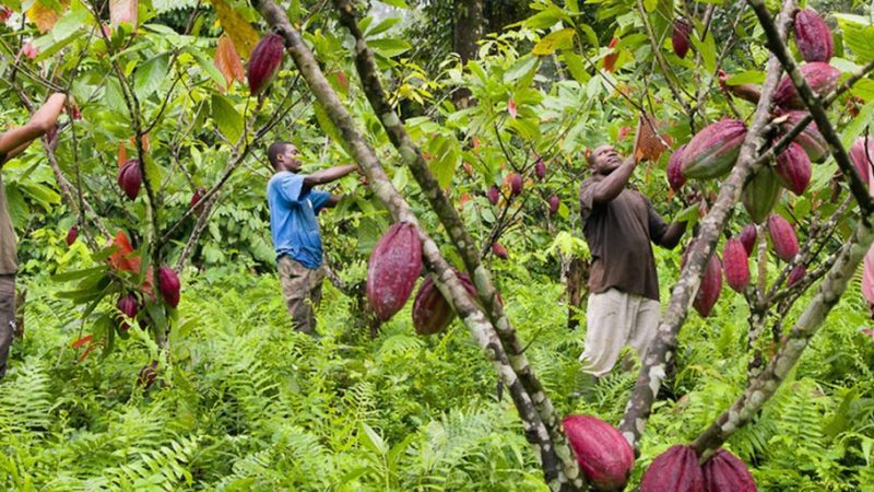 Ituri : des « taxes de non-agression » imposées aux cultivateurs par les ADF à Mambasa