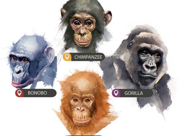 La RDC révise son Plan d’Action pour les Grands Singes : Les communautés au cœur de la conservation