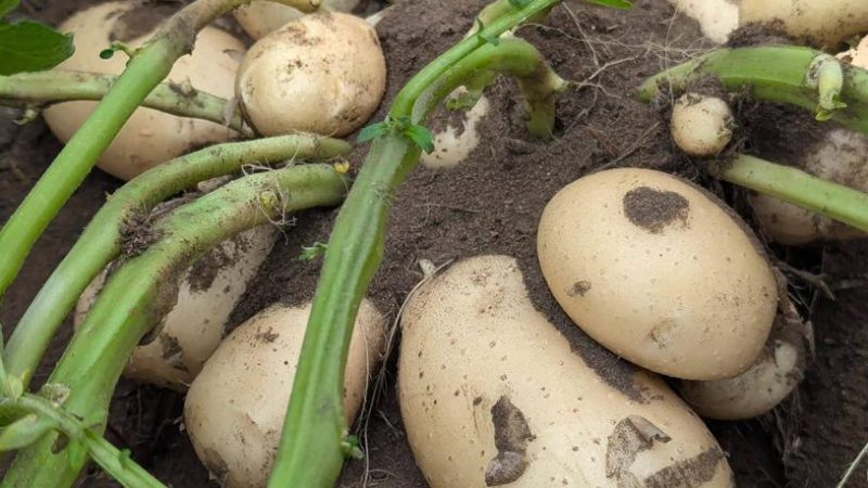 Relance historique à Mbanza-Ngungu : Muhindo Nzangi fait renaître la filière de la pomme de terre après 7 ans d’abandon​