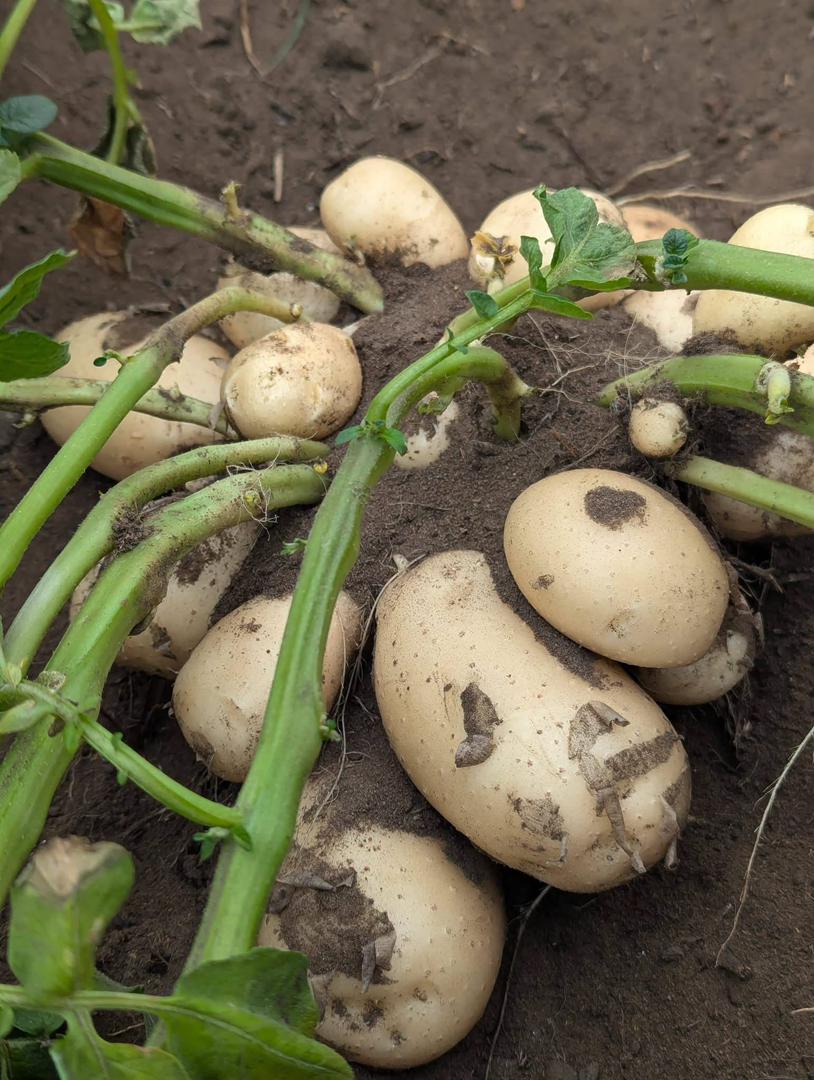 Relance historique à Mbanza-Ngungu : Muhindo Nzangi fait renaître la filière de la pomme de terre après 7 ans d’abandon​